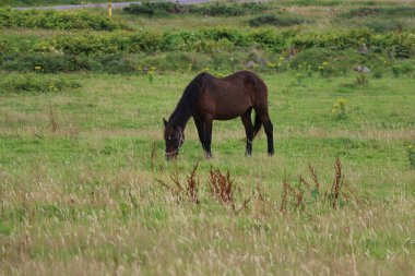Horse grazing on grass in an Irish meadow