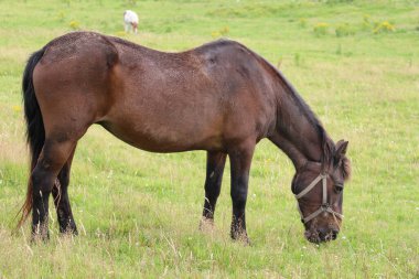 Horse grazing on grass in an Irish meadow