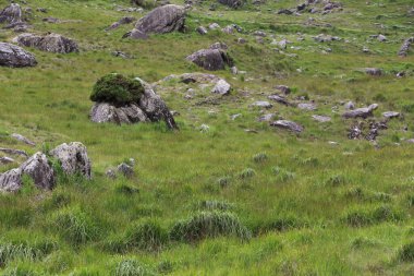 İrlanda 'daki Beara Halkası' nın yeşil tepelerinde etkileyici bir yolculuk.