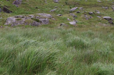 İrlanda 'daki Beara Halkası' nın yeşil tepelerinde etkileyici bir yolculuk.