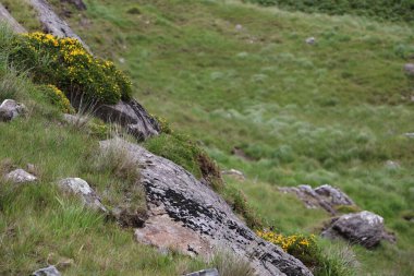İrlanda 'daki Beara Halkası' nın yeşil tepelerinde etkileyici bir yolculuk.