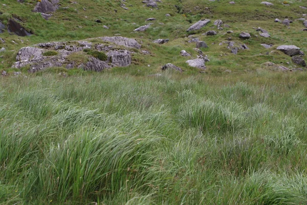 İrlanda 'daki Beara Halkası' nın yeşil tepelerinde etkileyici bir yolculuk.