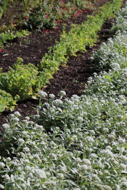 İrlanda 'daki Kylemore Manastırı' nın çiçek açan bahçeleri