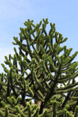 İrlanda 'daki Kylemore Manastırı' nın çiçek açan bahçeleri