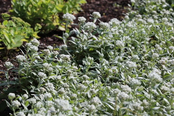 İrlanda 'daki Kylemore Manastırı' nın çiçek açan bahçeleri