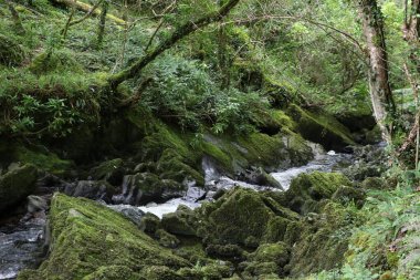 İrlanda 'daki Glengarriff Doğa Koruma Alanı
