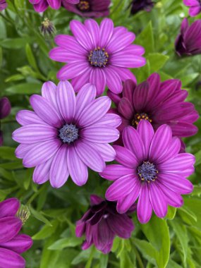 Çayırlarda özgürce büyüyen renkli kır çiçekleri.