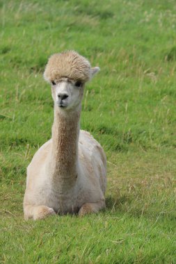 Evcil alpaka, çevre dostu bir İrlanda çiftliğinde özgürce dolaşıyor.