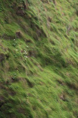 İrlanda 'nın Atlantik kıyısında rüzgarda savrulan yabani otlar