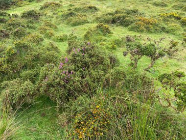 Vahşi Connemara, İrlanda manzarası