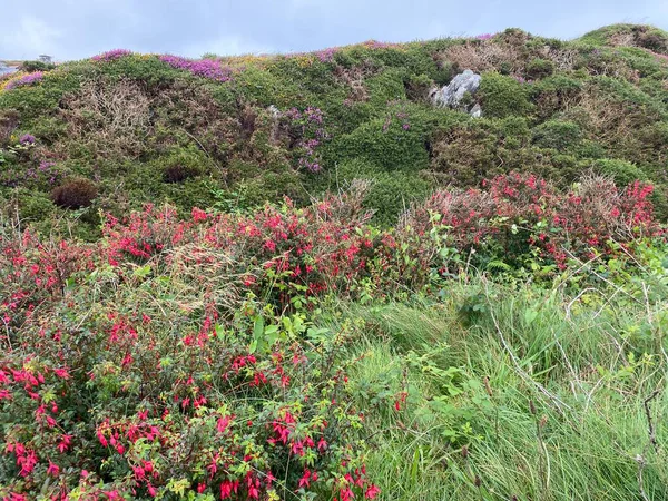 Vahşi Connemara, İrlanda manzarası