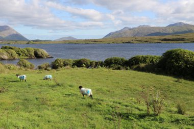Connemara 'daki Derrynacleigh Vadisi' nin vahşi ve engebeli manzarası