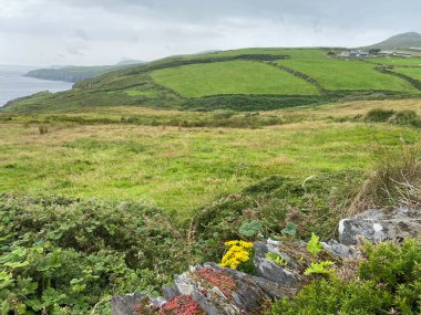 Kilkinnikin, dalgalı yeşil tepeleriyle Beara Yarımadası 'nın vahşi manzarası