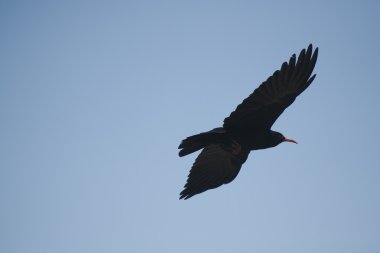 yüksek atlas Dağları