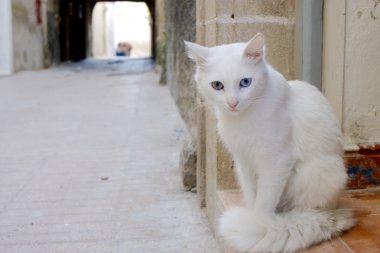 Essaouira sokaklarında