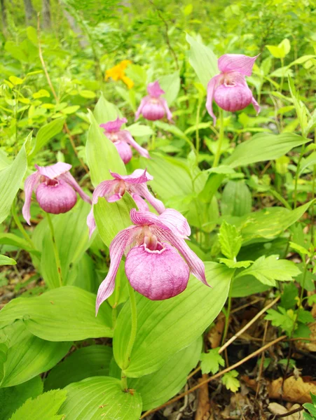 Pink Lady's Slippers — Stock Photo, Image