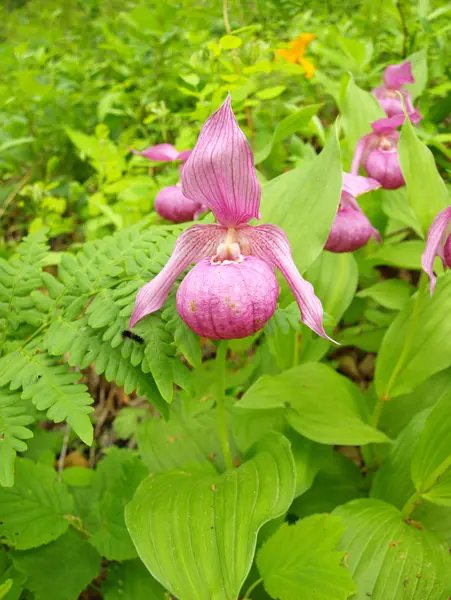 Pink Lady's Slippers — Stock Photo, Image