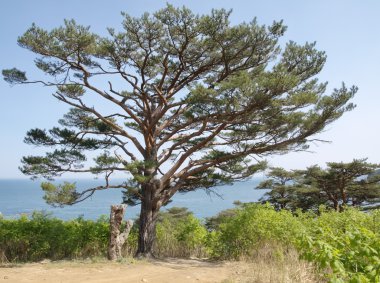 Yalnız Pinus densiflora denizin kenarında