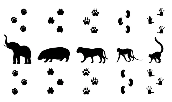 Vector set of walking jungle animal tracks — Stock Vector