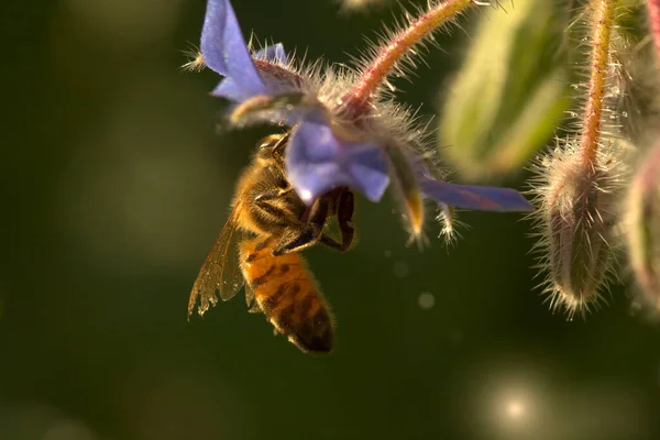 Old Bee Feeds Blueborage Flower Imagem De Stock