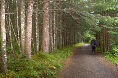 a senior retired man keeps fit walking into the alsakan woods
