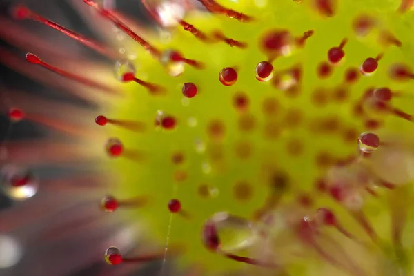 Extreme Close Van Een Drosera Vleesetende Plant — Stockfoto