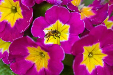 Bir bal arısı pembe sivilcelerle beslenir.