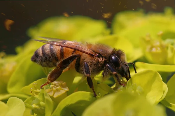 Медовая Пчела Питается Диким Цветком Итальянской Стране — стоковое фото
