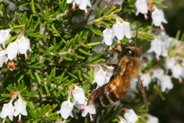 Пчела Питающаяся Вересковыми Цветами — стоковое фото
