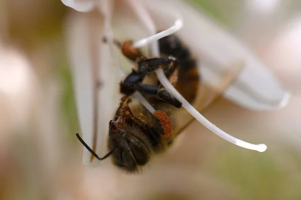Медовая Пчела Свисает Цветка Камассии Отдыхает После Кормления — стоковое фото
