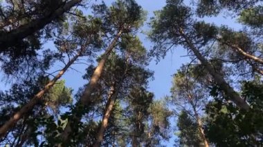 Sonbahar ormanını seyret. Kameranın düzgün hareketi.