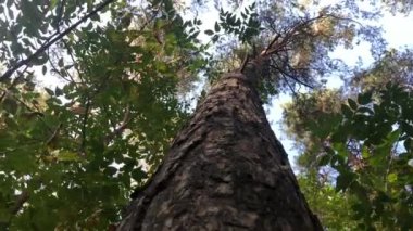 Ormandaki bir ağaç gövdesinin etrafındaki gökyüzü manzarası