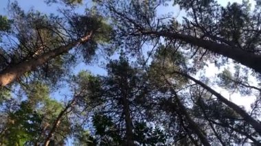 Ormanda tepeden tırnağa bir görünüm