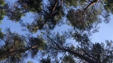 Sonbahar ormanını seyret. Kameranın düzgün hareketi.