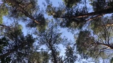 Sonbahar ormanını seyret. Kameranın düzgün hareketi.