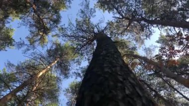 Ormandaki bir ağaç gövdesinin etrafındaki gökyüzü manzarası