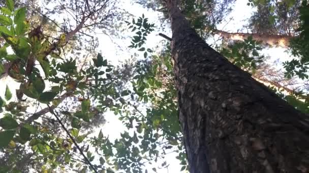 Vista do céu em torno de um tronco de árvore na floresta — Vídeo de Stock