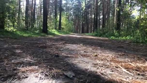 Manlig idrottsman springer genom skogen. — Stockvideo