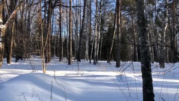 Spazieren Sie durch den Winterwald. Die Sonne bricht durch die Bäume. — Stockvideo