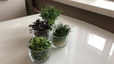 Cam tabaklarda beyaz bir masada filizler.