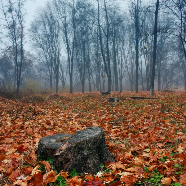 Automne dans le parc — Photo