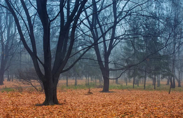 Otoño en el parque —  Fotos de Stock