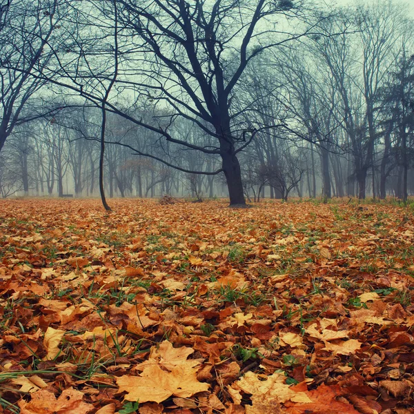 Ősz a parkban — Stock Fotó