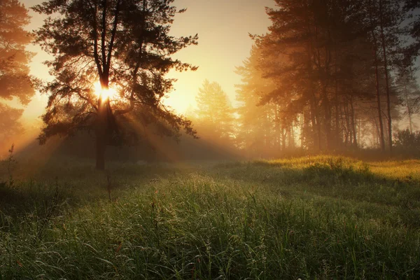 Za svítání — Stock fotografie