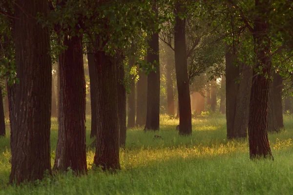 Floresta — Fotografia de Stock