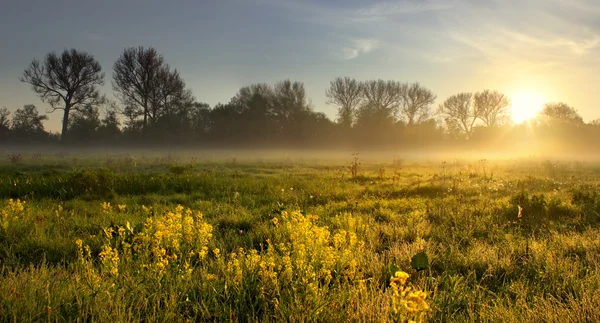 Amanhecer — Fotografia de Stock