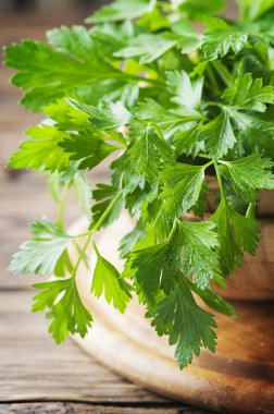 Yeşil taze maydanoz