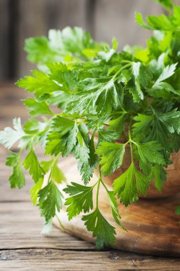 taze yeşil maydanoz