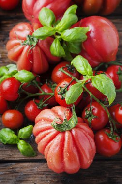 Kırmızı tatlı domates ve yeşil fesleğen