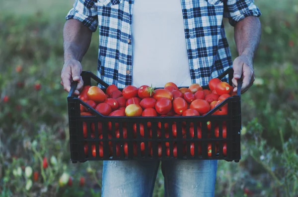 Man bedrijf krat met tomaten — Stockfoto